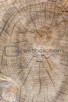 Cut through tree section with rings and cracks portrait