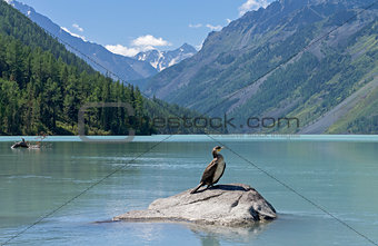 Kucherla lake. Big black cormorant sitting on a rock.