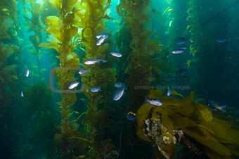 Fish in kelp reef off Catalina Island, CA