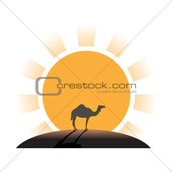 Silhouette of camel on sunset in desert