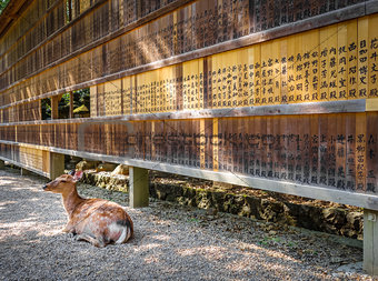 Deer in front of Wooden tablets, Nara, Japan