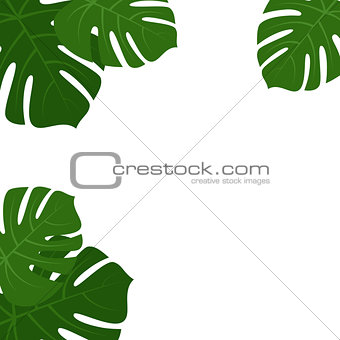 Tropical monstera leaves frame