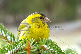 Male Siskin perched on a branch. Carduelis spinus (L.)