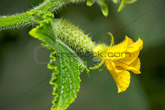 Small cucumber with flower and leaves.