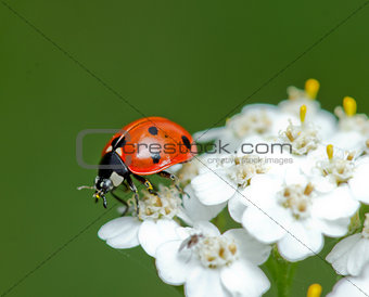 ladybird little pollinates a beautiful flower