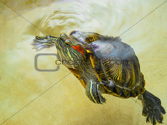 Red-eared turtle has surfaced on the surface water.