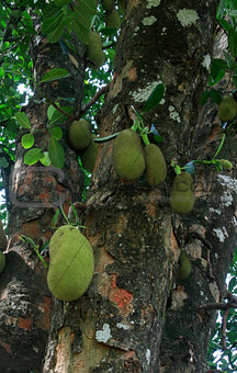 Jackfruits on a tree