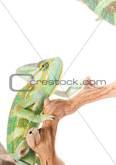 Two Veiled Chameleons (Chamaeleo calyptratus)