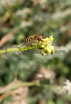 American Hover Fly Metasyrphus americanus (aka Flower Fly)