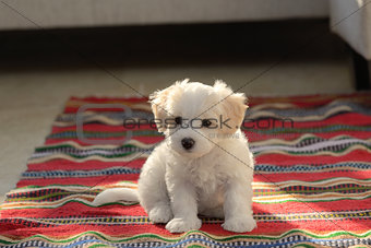 White puppy maltese dog sitting on carpet