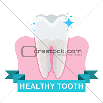 healthy tooth and gum