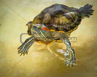 Red-eared turtle floats on the surface of the water.