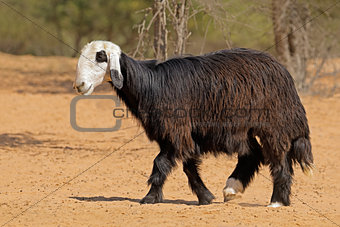 Arabian Nadji sheep