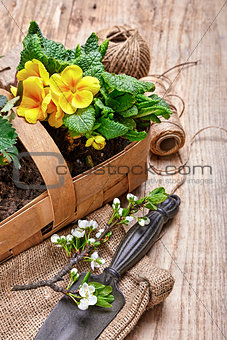 Garden flowers primula in wicker basket