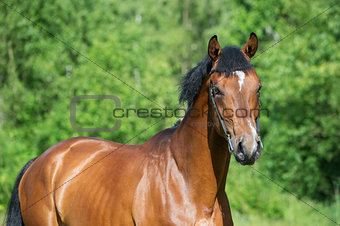 portrait of young  sportive stallion
