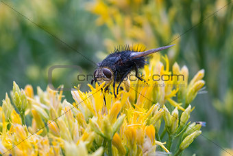Tachinid fly near Balcony House, Mesa Verde, CO