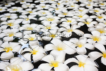 A lot of white orchids with yellow centers on a water background, protruding from a pool of clear water