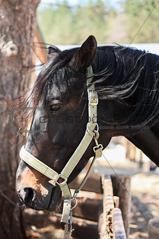 Portrait of Beautiful Black Arabian horse