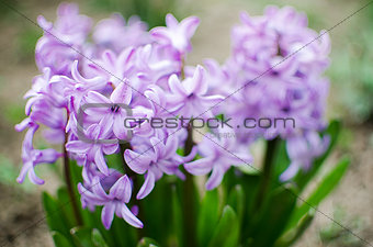 Beautiful spring flowers have a pleasant smell hyacinths 