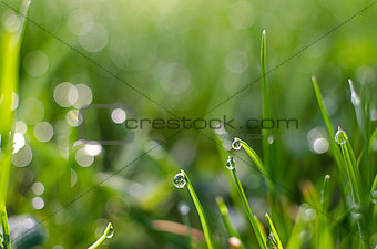 Small drops of dew on fresh green grass in the morning
