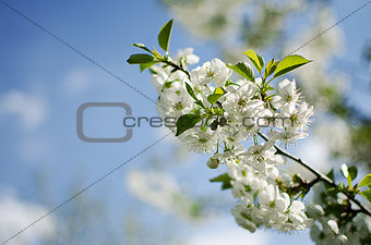 Spring plum branch blooming white flowers outdoors on a backgrou