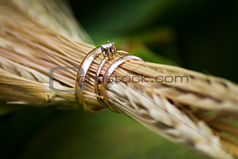 Close-up of wedding rings in the ears of wheat