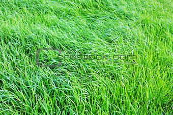 Green grass field background.