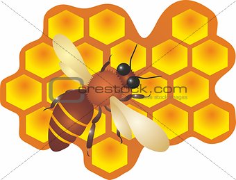 Bee And Honey Illustration