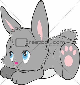 Cute little bunny isolated on white background