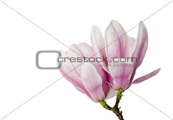 Blossoming twig of Magnolia.