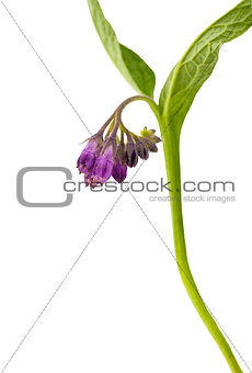 Brown Knapweed Centaurea jacea