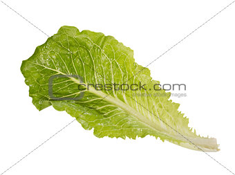One light green salad in full size on white background.