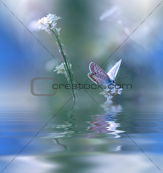 Blue Magic butterfly over water and wildflowers.