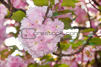 Cherry blossom in spring time