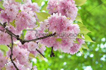 Pink cherry flowers and green leaves