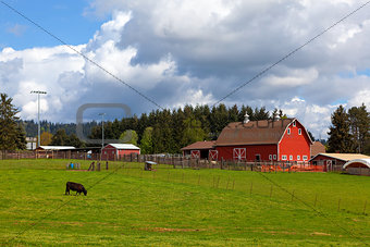 Cow Grazing on Green Pasture by Red Barn
