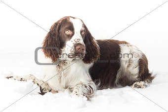english springer spaniel on a snow in winter