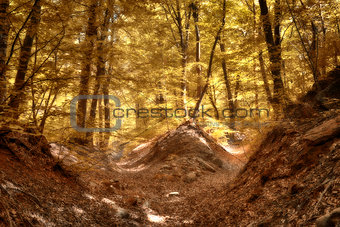 Autumn colors in the forest with blur effect