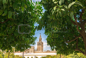 Giralda bell tower through orange tree courtyard in Sevillal, Spain