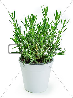 Rosemary plant in white pot