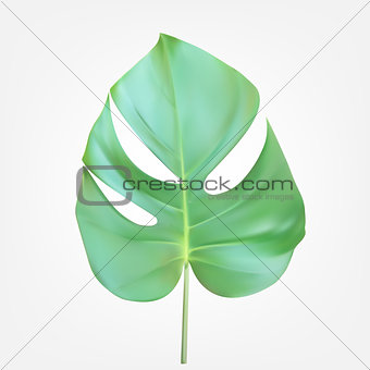 Colorful naturalistic green leaves on branch. Vector Illustration.