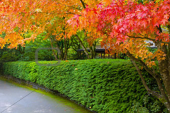 Strolling Path Lined with Japanese Maple Trees in Fall