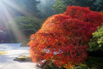 Sun Rays over Old Japanese Maple Tree