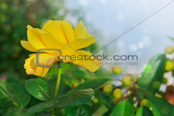 Single blooming yellow rose.