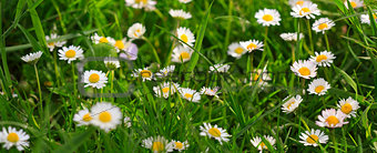 Spring daisy flowers background.