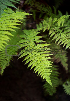 Young fronds of fern