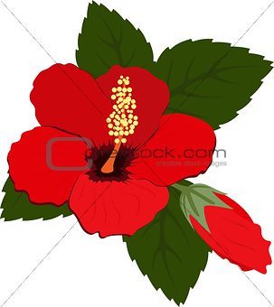 Three beautiful red hibiscus flowers with leaves