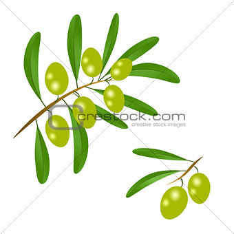 Branch with green olives and leaves to decorate the labels of ol