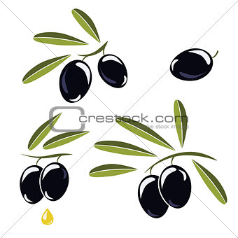 Icon of olives, Branch with black olives and leaves to decorate 