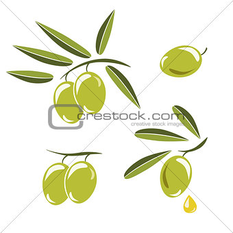 Icon of olives, Branch with green olives and leaves to decorate 